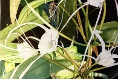 Watercolour “Spider-Lillies”   52cm x 40cm  (Sold)